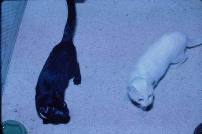 Adopted Cats in Puerto Rico
