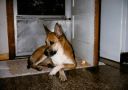 Filename=2023-12-04-11-54-0010.jpg
Filesize=1244KiB
Dimensions=1460x1030
Date added=Jun 10, 2024 2023-12-04-11-54-0010.jpg