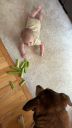 Filename=May_Offering_Celery_to_Leia.jpg
Filesize=240KiB
Dimensions=1080x1920
Date added=Sep 06, 2024 May_Offering_Celery_to_Leia.jpg
