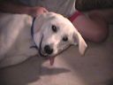 Filename=jack.jpg
Filesize=44KiB
Dimensions=640x480
Date added=Jun 09, 2024 jack.jpg