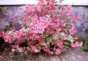 Filename=garden00.jpg
Filesize=88KiB
Dimensions=640x446
Date added=Jun 10, 2024 garden00.jpg